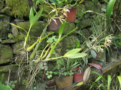 Prosthechea brassavolae