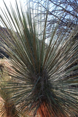Yucca elata
