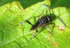 Brachygaster minuta