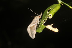 Hypena minualis