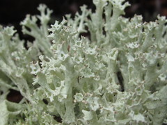 Cladonia boryi