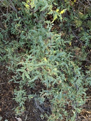 Berberis haematocarpa