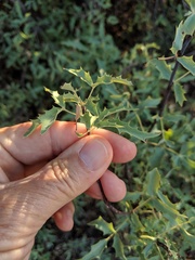 Berberis haematocarpa