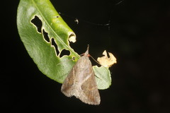 Hypena minualis