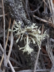 Ramalina dilacerata