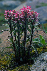 Pedicularis hirsuta