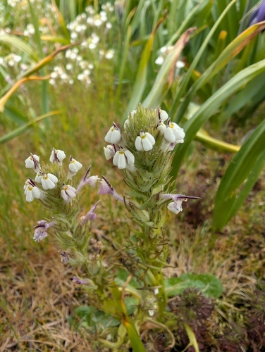 Image of Triphysaria versicolor by (c) Simone Littledale, some rights reserved (CC BY)
