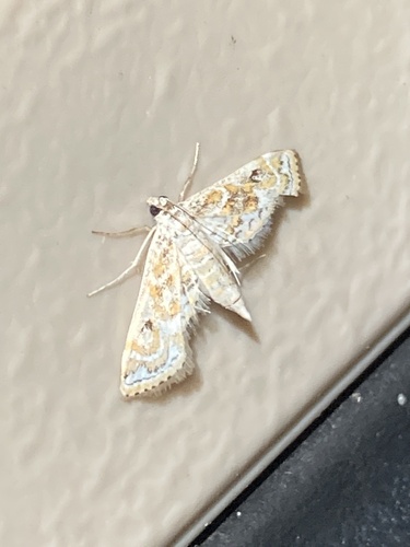 Hydrilla Leafcutter Moth photo 5