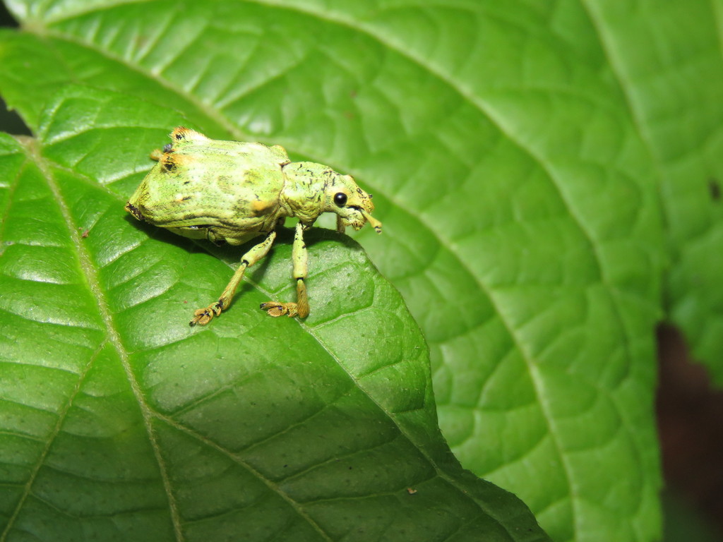 Platyomus prasinus