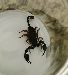 Euscorpius italicus
