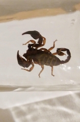 Euscorpius italicus