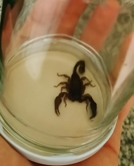 Euscorpius italicus