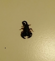 Euscorpius italicus