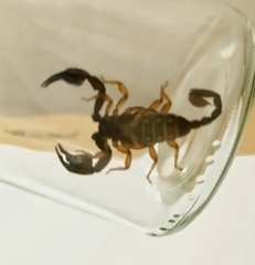 Euscorpius italicus