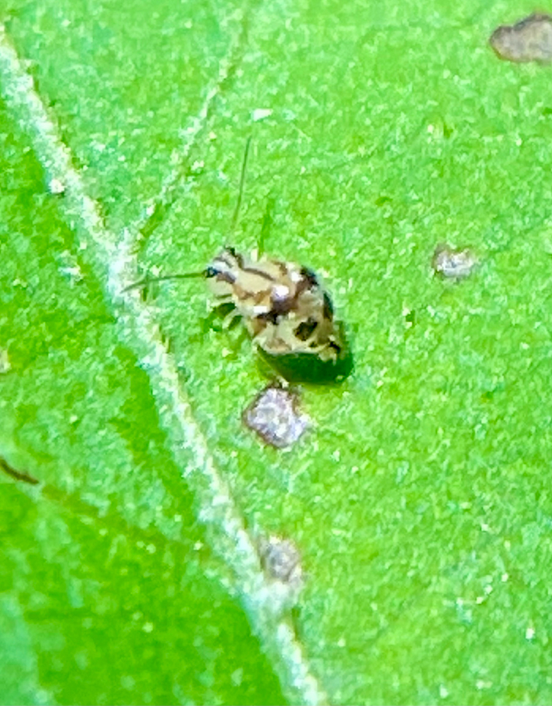 Sminthurus fischeri