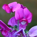 Broad-leaved Sweet Pea - Photo (c) natureguy, some rights reserved (CC BY-NC-ND)