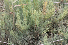 Arthrocaulon macrostachyum