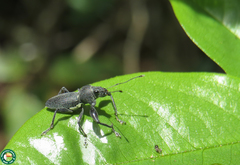 Naupactus anceps