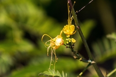 Caesalpinia pulcherrima flava