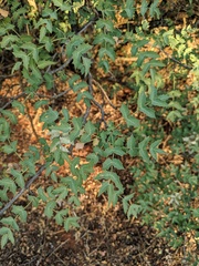 Berberis haematocarpa