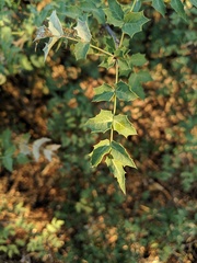 Berberis haematocarpa