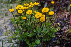 Ranunculus nivalis