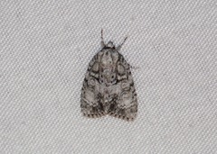 Acronicta retardata