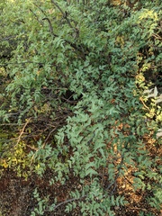 Berberis haematocarpa