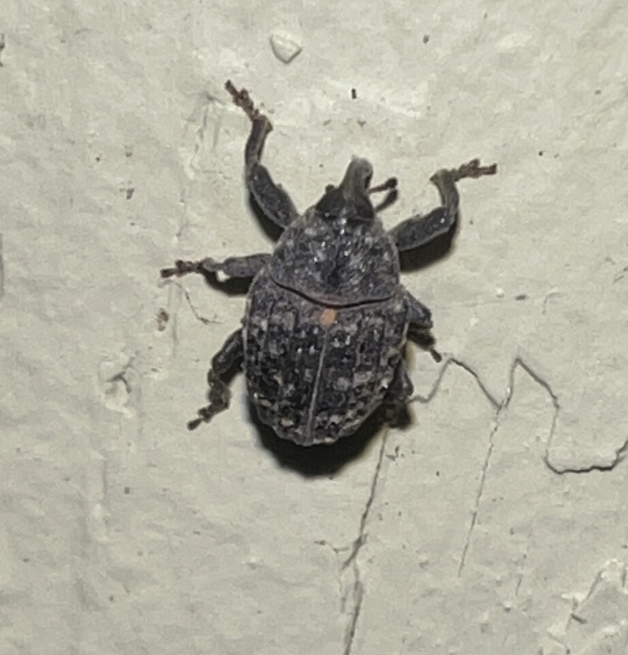 Rhyssomatus palmacollis