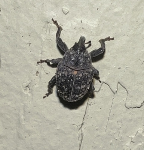Rhyssomatus palmacollis