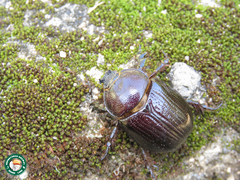 Bothynus cunctator