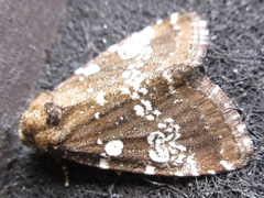 Dysmilichia gemella