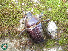 Bothynus cunctator