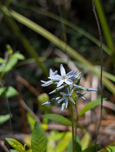 Image of Amsonia tabernaemontana by (c) Scott Allen Davis, some rights reserved (CC BY)