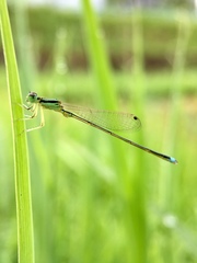 Ischnura asiatica