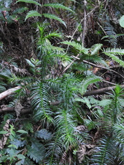 Cunninghamia lanceolata