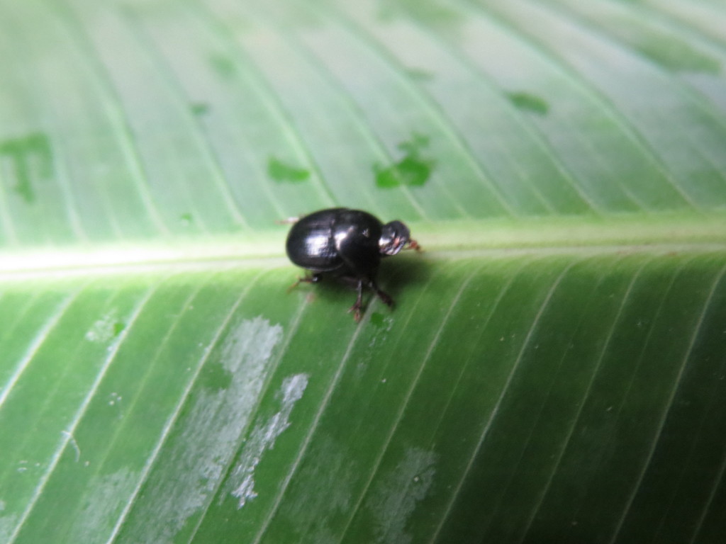 Canthidium cupreum