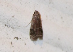Euzophera ostricolorella