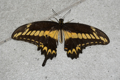 Papilio ornythion ornythion