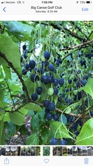 Chionanthus