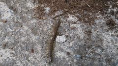 Scolopendra viridis maya