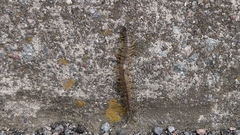 Scolopendra viridis maya