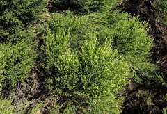 Baccharis sarothroides