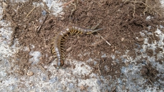Scolopendra viridis maya