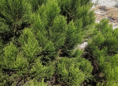 Baccharis sarothroides