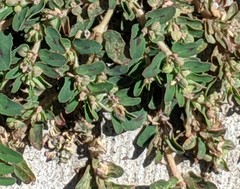 Euphorbia maculata