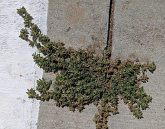 Euphorbia maculata