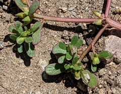 Portulaca oleracea