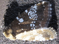Dysmilichia gemella