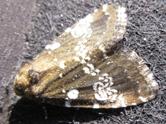 Dysmilichia gemella